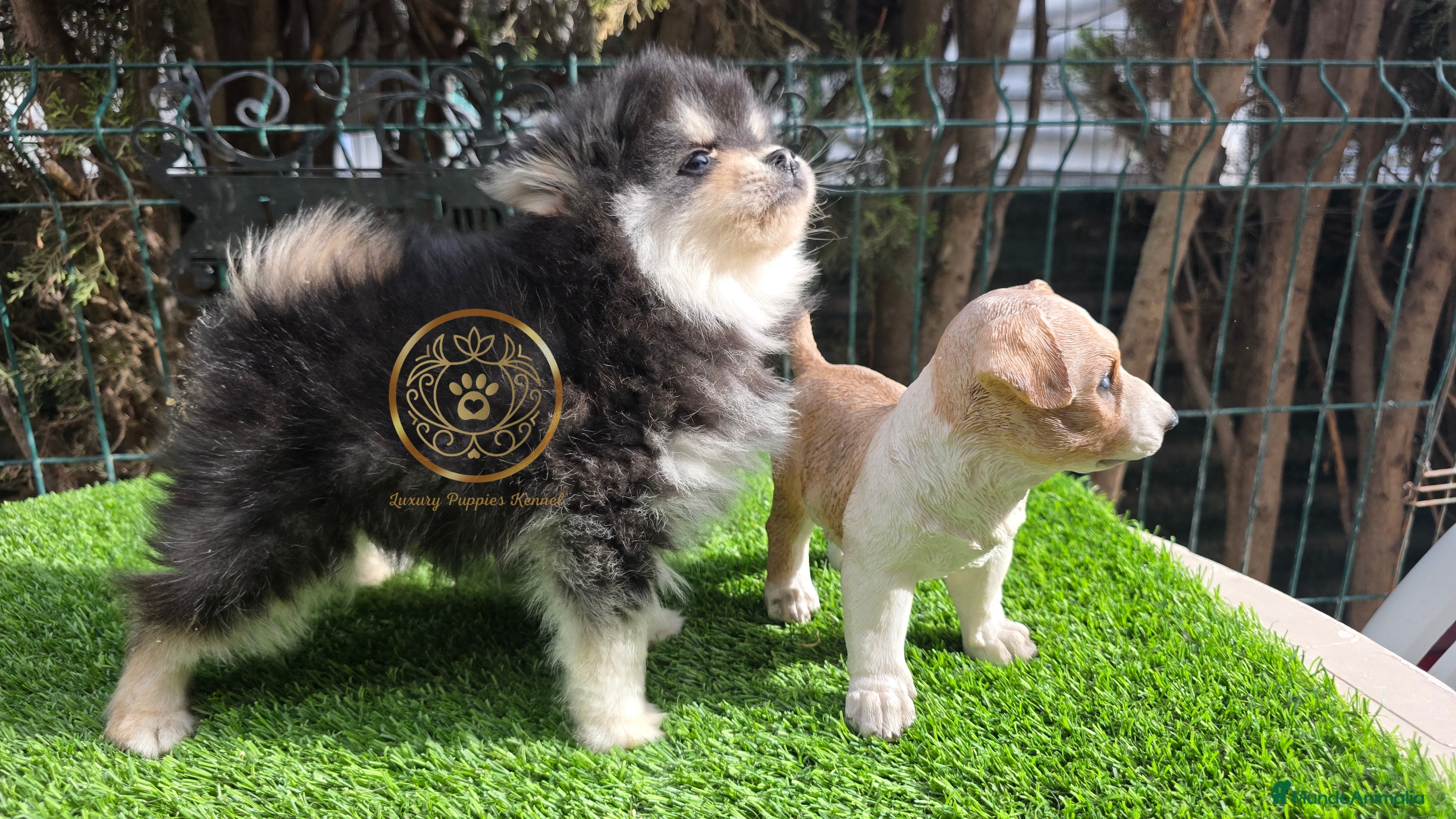 Pomsky perros Pomsky miniatiras 2/3 kg - Anuncio 1