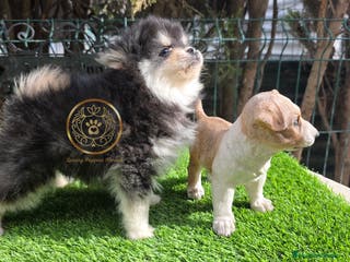 Pomsky perros Pomsky miniatiras 2/3 kg - Anuncio 1