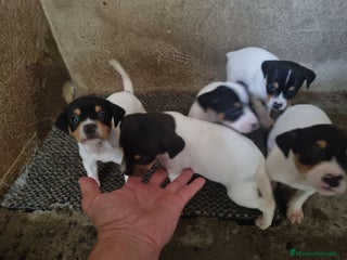 Ratonero Bodeguero Andaluz perros en Cáceres - Anuncio 1