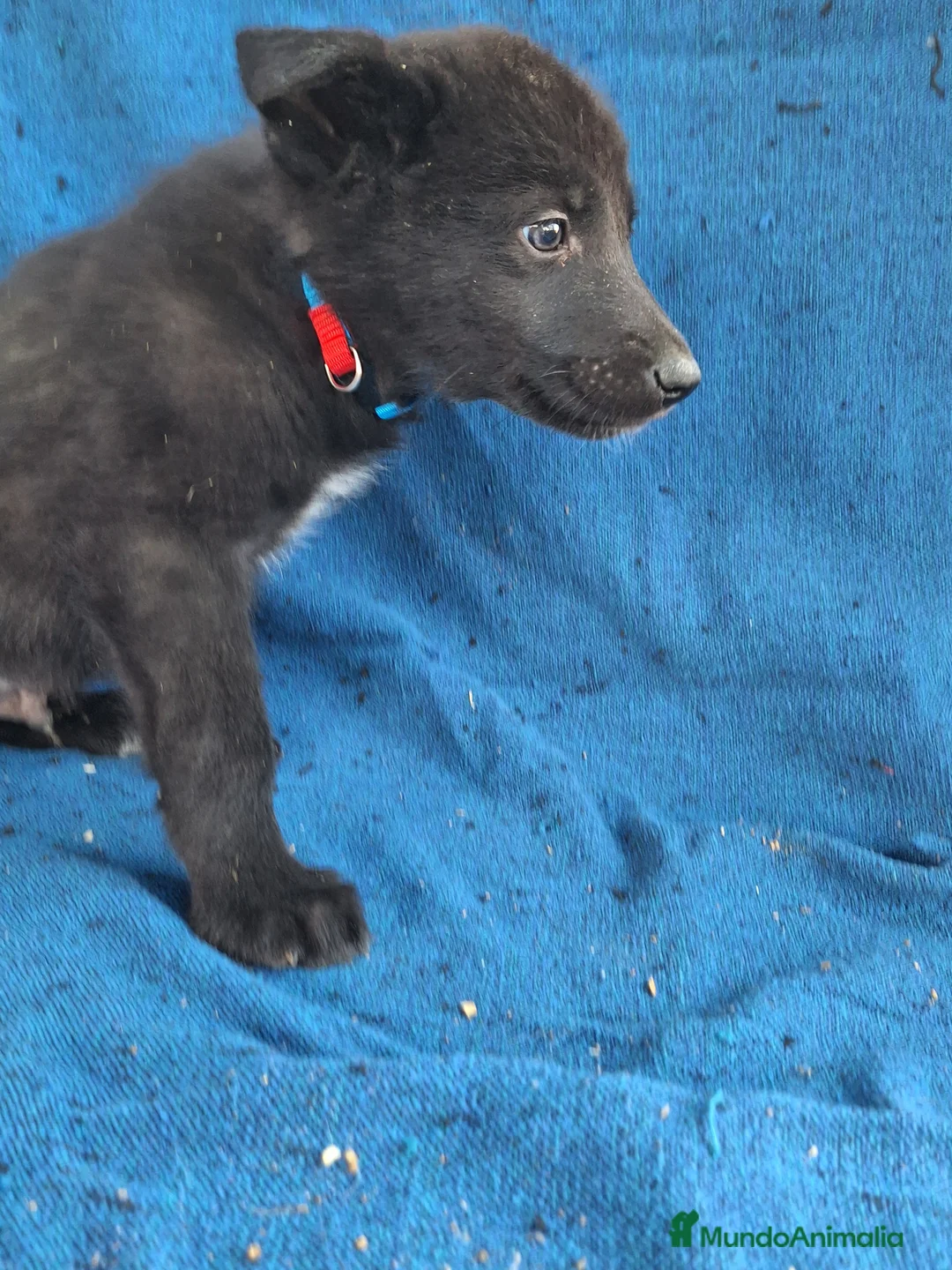 Otras razas perros en venta: PERRO LOBO AMERICANO  - Anuncio 3