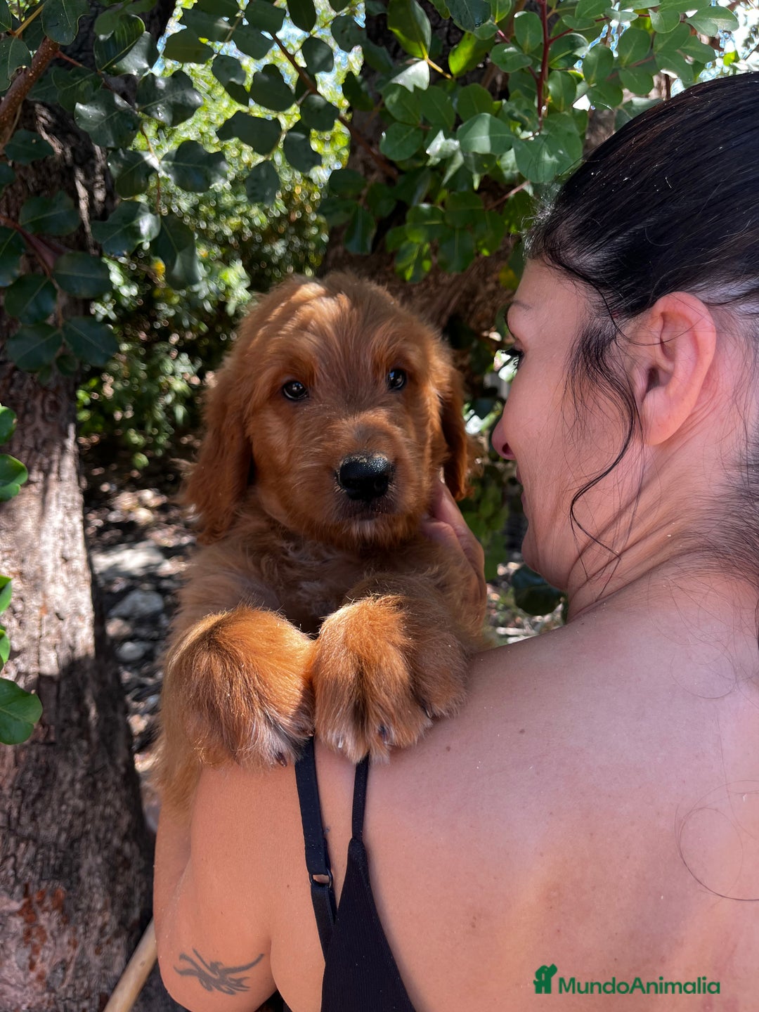 Goldendoodle perros en venta: Goldendoodle  - Imagen 1
