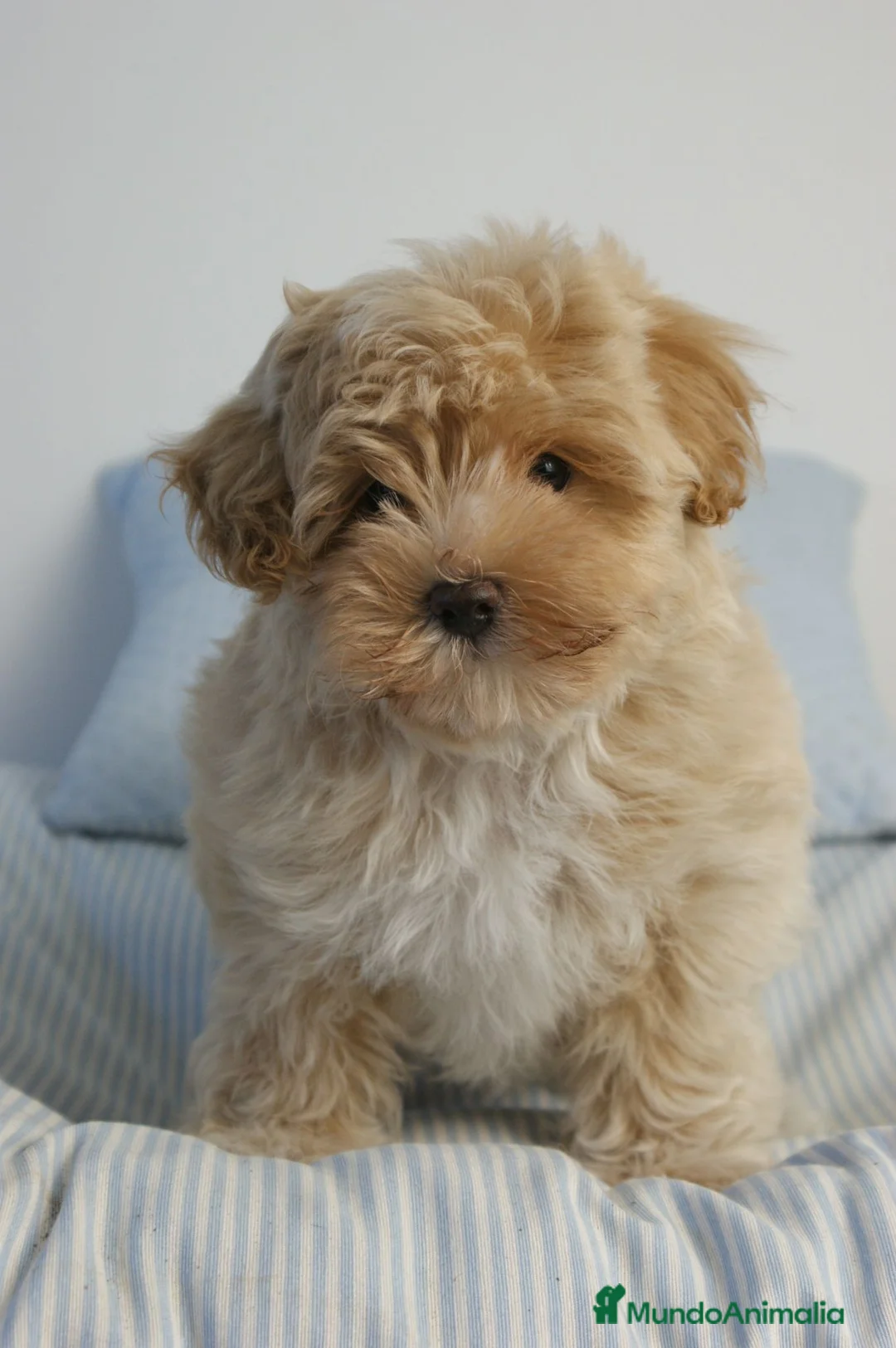 Maltipoo perros en venta: CACHORRO DE MALTIPOO - Anuncio 1