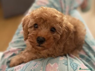 Caniche Toy perros en Murcia - Anuncio 37
