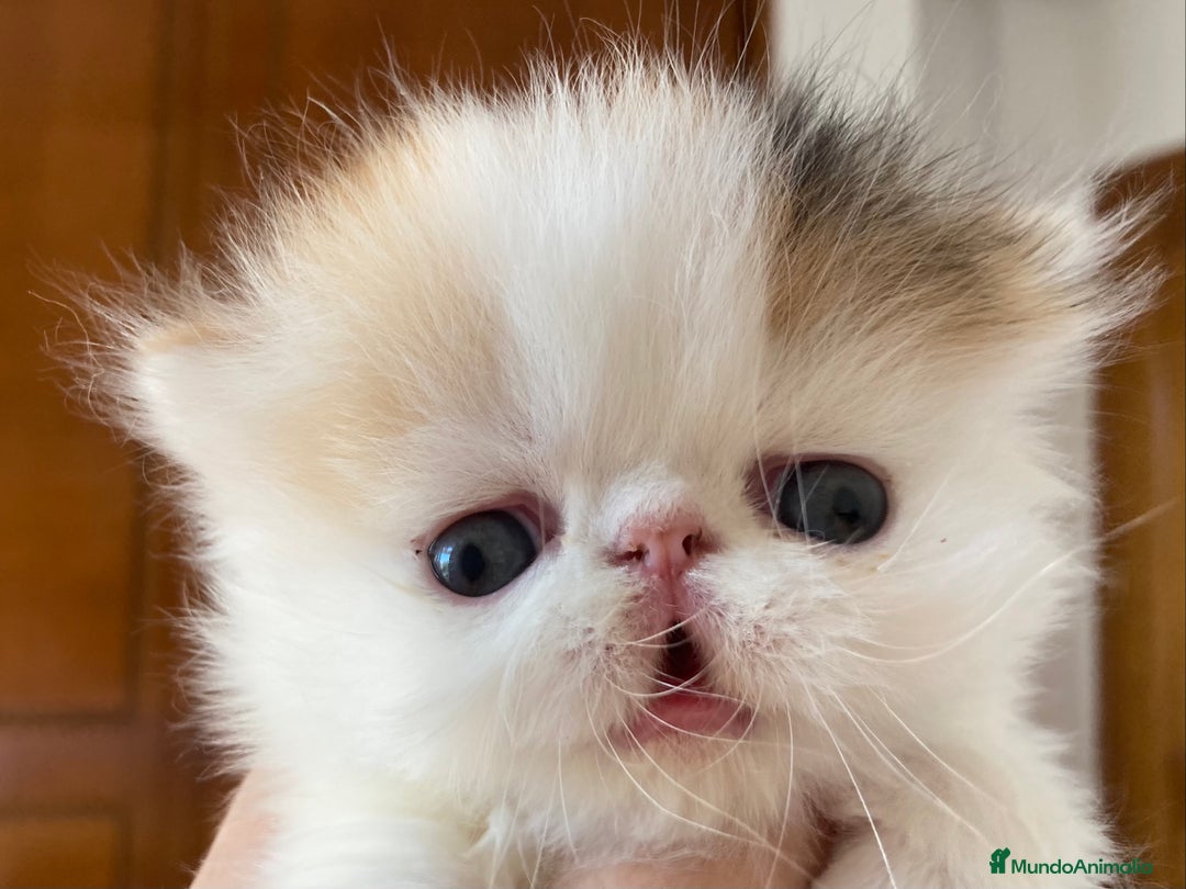 Persa gatos en venta: Dos gatas y un gato con pedigree exclusivo - Imagen 1