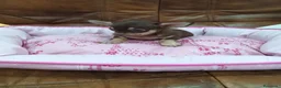 Chihuahua perros en venta: CHIHUAHUA TOY  - Anuncio 11