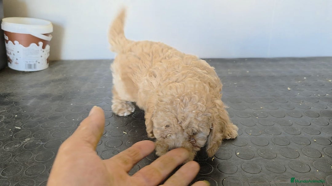 Maltipoo perros en venta: Maltipoo hembra  - Imagen 2