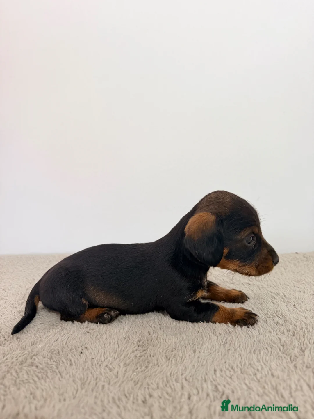 Teckel Miniatura perros en venta: TECKEL MINIATURA HEMBRA  - Anuncio 2