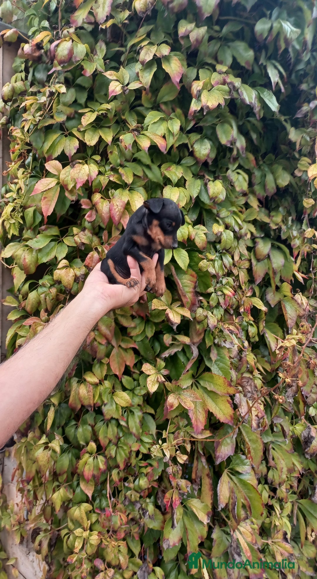 Pinscher Miniatura perros en venta: Pincher miniatura - Imagen 1