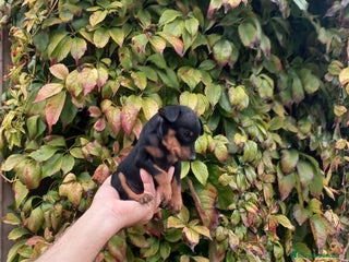 Pinscher Miniatura perros - Anuncio 1