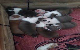 American Staffordshire-Terrier perros en venta: ✨Camada exclusiva Amstaff Blue–Pedigree y calidad✨ - Imagen 2