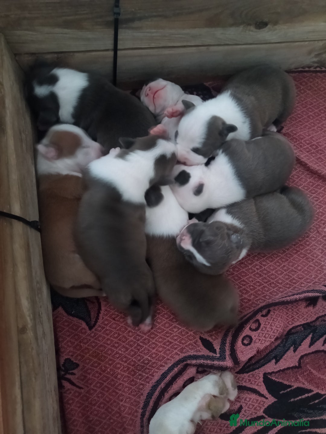 American Staffordshire-Terrier perros en venta: ✨Camada exclusiva Amstaff Blue–Pedigree y calidad✨ - Imagen 2