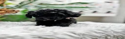 Caniche Toy perros en venta: CANICHE TOY - Anuncio 4