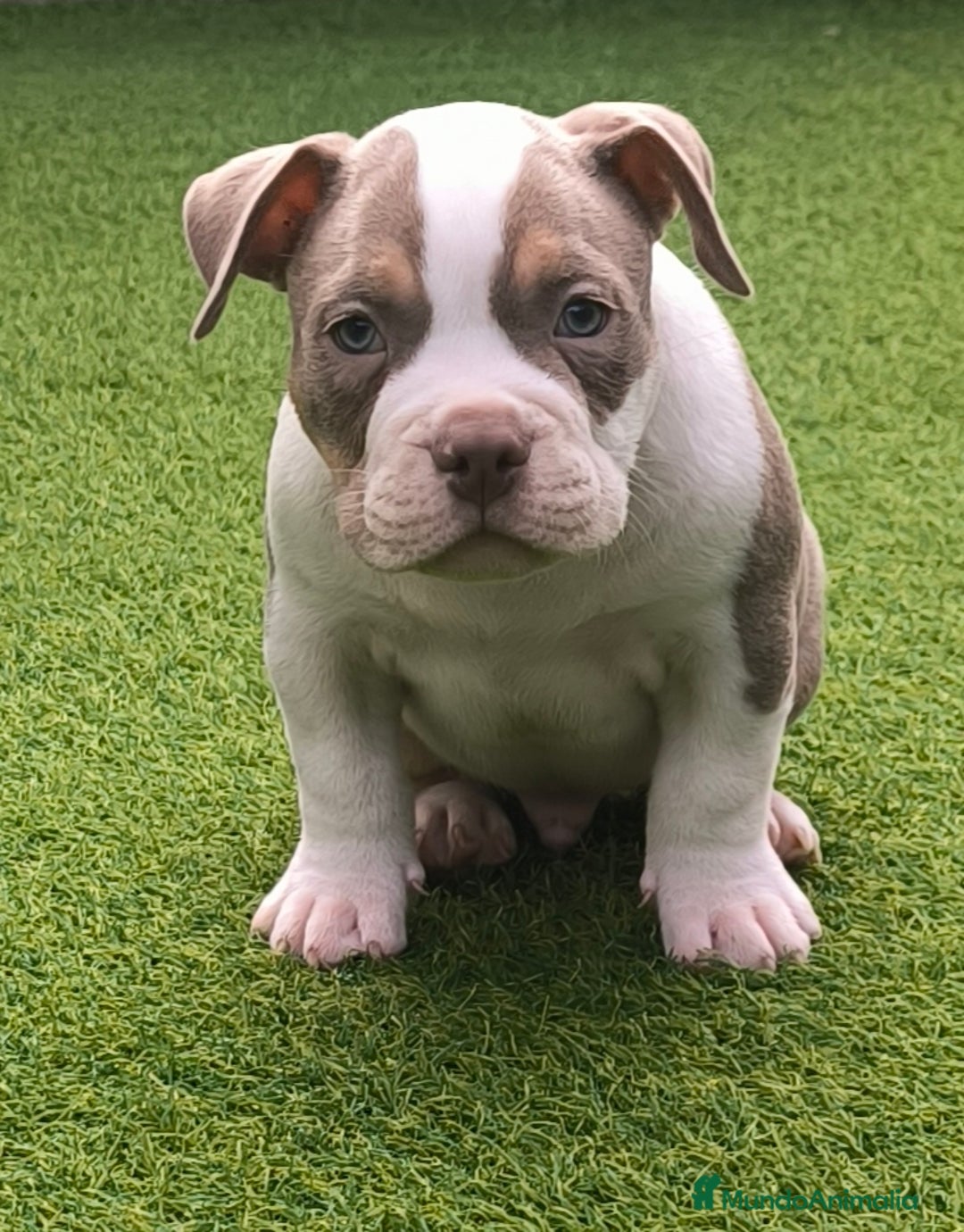 American Bully perros en venta: american bully - Anuncio 1