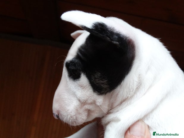 Bull Terrier perros - Anuncio 1