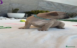 Bulldog Francés perros en venta: Bulldog frances  - Imagen 2