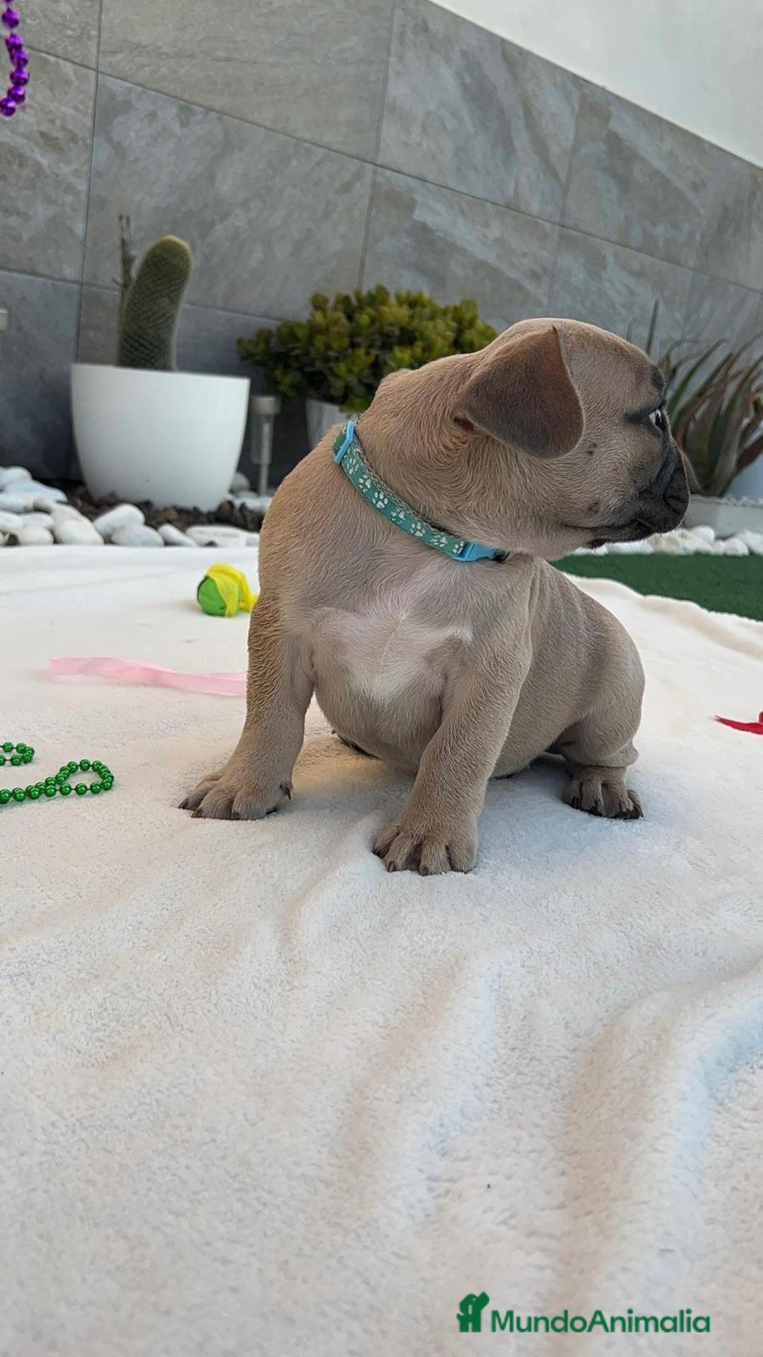 Bulldog Francés perros en venta: Bulldog frances  - Imagen 2