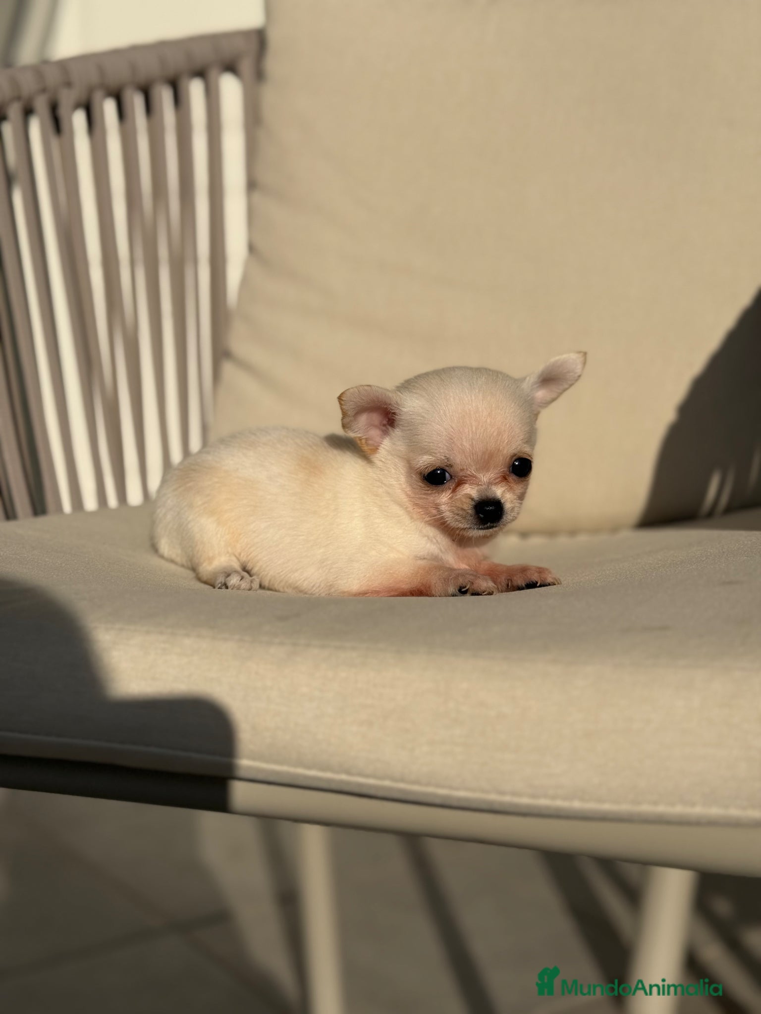 Chihuahua perros Chihuahuas hembras toy  - Anuncio 14