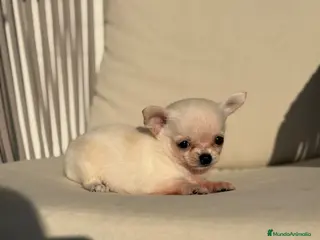 Chihuahua perros Chihuahuas hembras toy - Anuncio 14