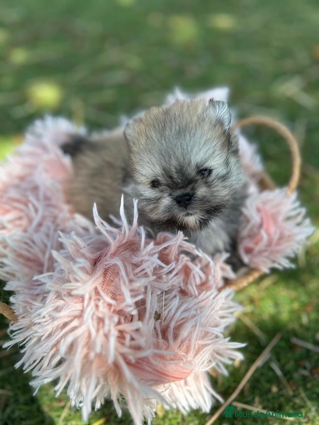 Pomerania perros en venta: Pomerania top del Valle  - Imagen 6