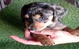 Teckel perros en venta: 🌟Tekel Arlequín y Negros fuego🌟 - Imagen 1