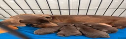 Teckel Miniatura perros en venta: Excelentes Teckel Kaninchen Chocolate. 601144783 - Anuncio 4