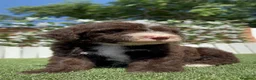 Perro de Agua Español perros en venta: PERRO DE AGUA ESPAÑOL - Anuncio 8