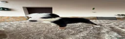 Border Collie perros en venta: Border collie  - Anuncio 6
