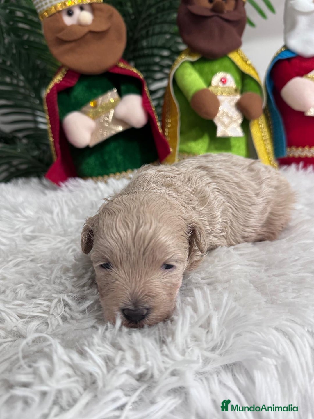 Maltipoo perros en venta: MALTIPOO MACHO - Anuncio 9