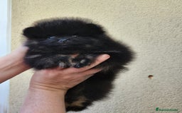 Pomerania perros en venta: Hembrita línea coreana y rusa  - Imagen 3