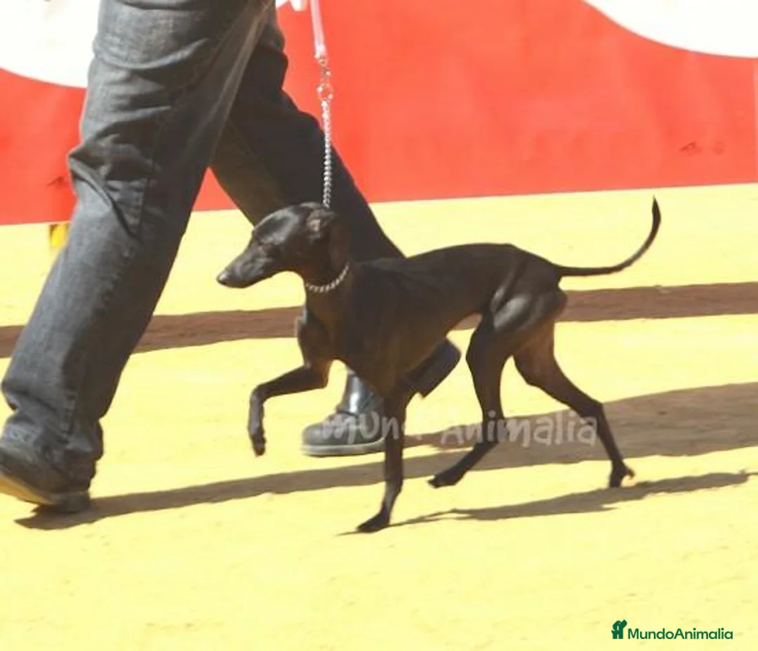 Imagen de galería {{count}}