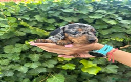 Teckel Miniatura perros en venta: teckel arlequin negro y fuego  - Imagen 5