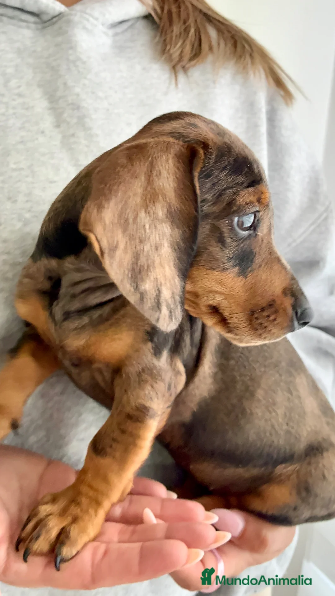 Teckel perros en venta: Teckle arlequín chocolate - Anuncio 5