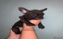 Bulldog Francés perros en venta: Bulldog francés standar  - Imagen 3