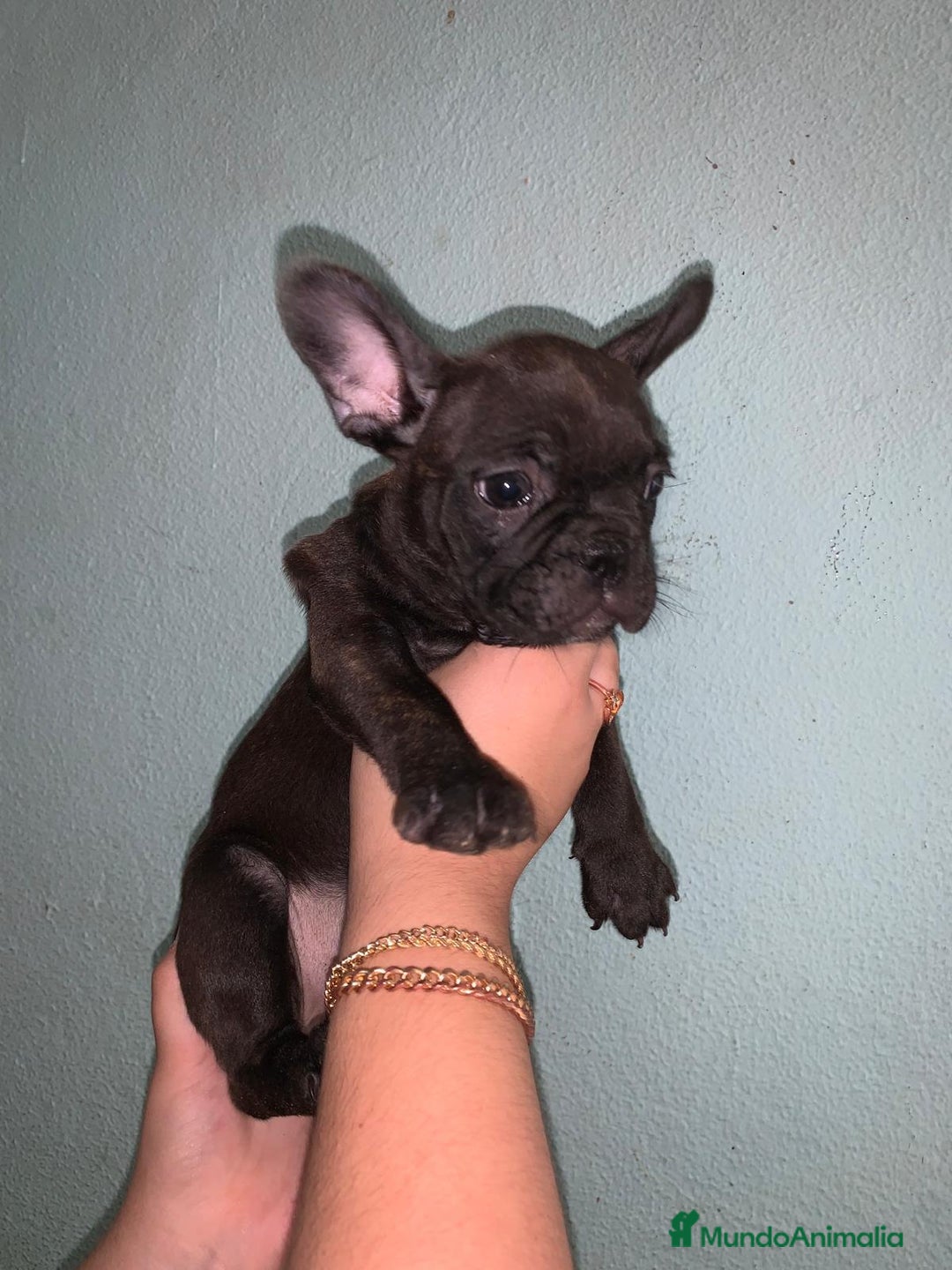 Bulldog Francés perros en venta: Bulldog francés standar  - Imagen 3