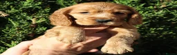 Cocker Spaniel Inglés perros en venta: Cachorros cocker spaniel inglés  - Anuncio 3