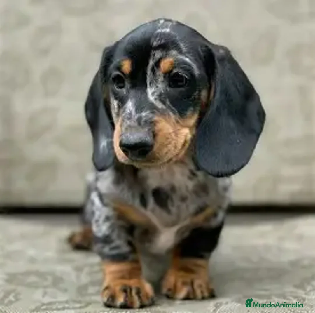 Teckel perros en venta: CACHORRO TECKEL ARLEQUIN - Anuncio 1