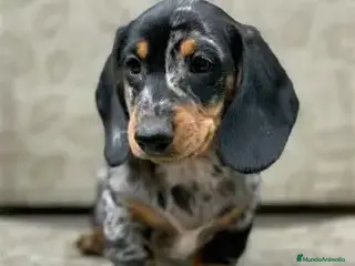 Teckel perros CACHORRO TECKEL ARLEQUIN - Anuncio 23