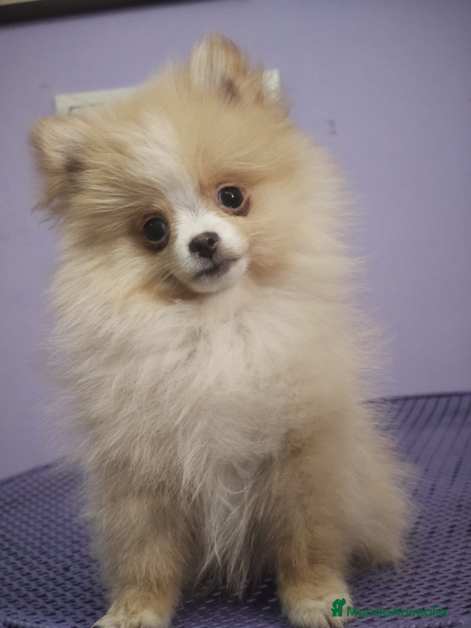 Pomerania perros Pomerania Crema Mini - Anuncio 1