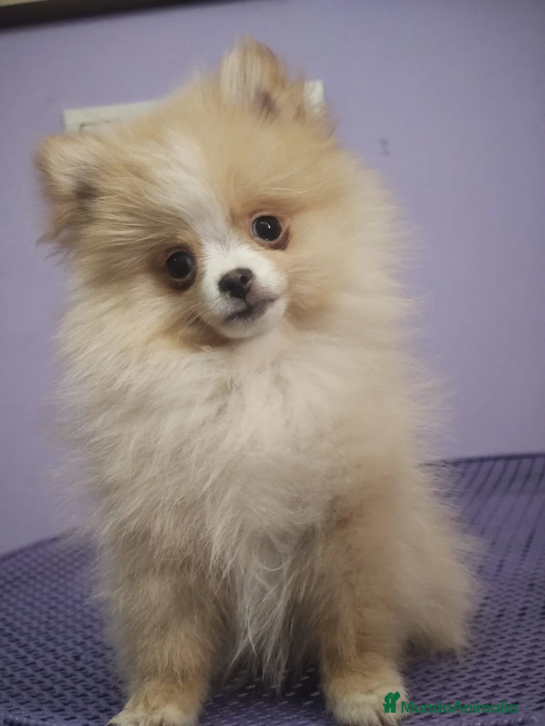 Pomerania perros en venta: Pomerania Crema Mini - Anuncio 1