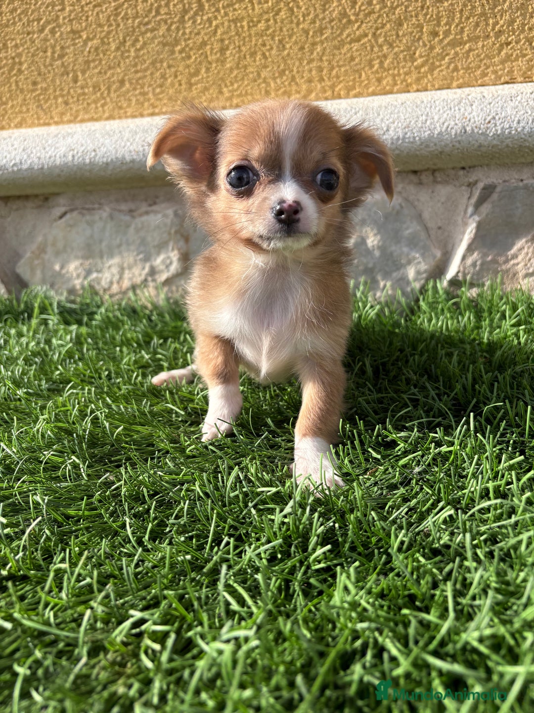 Chihuahua perros en venta: Chihuahua mini Toy pelo largo chocolate - Anuncio 15