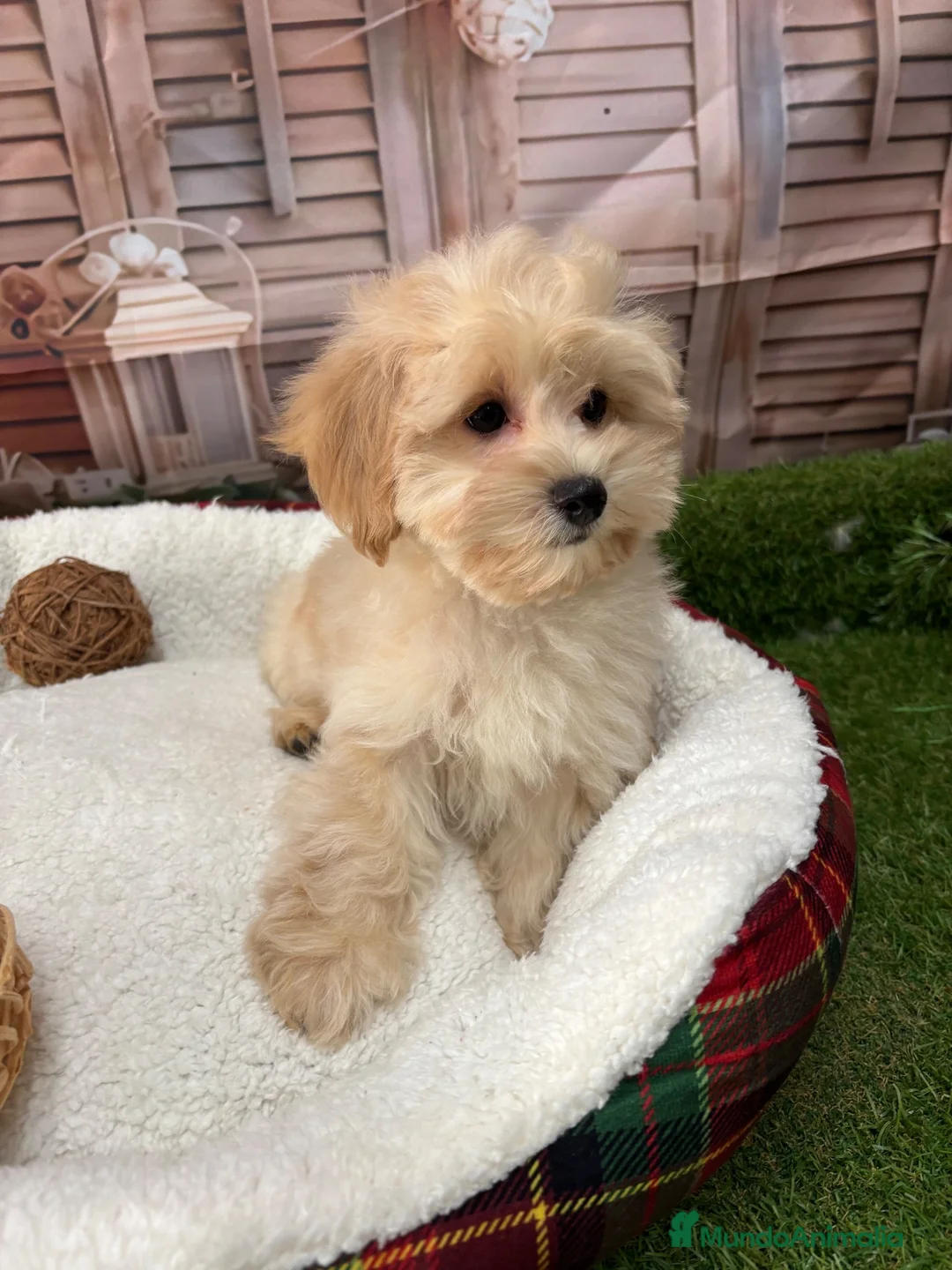 Maltipoo perros en venta: Maltipoo listo para entregar fotos reales !! - Anuncio 1