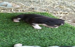 Border Collie perros en venta: Bordes collie - Imagen 2