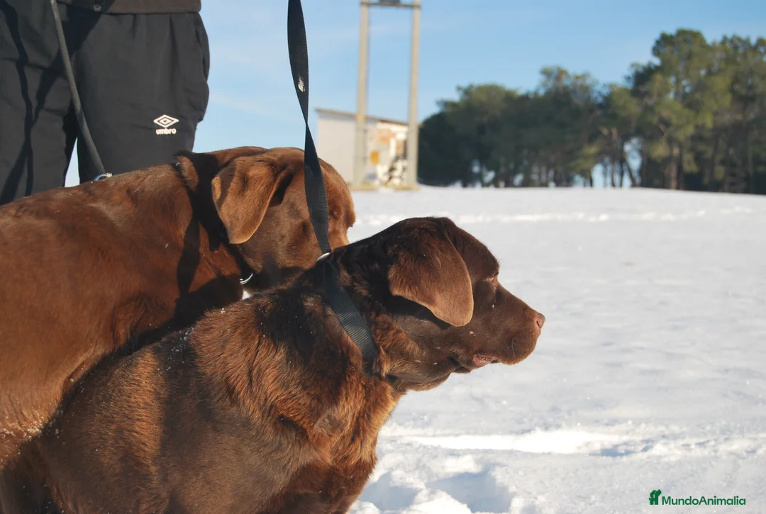 Labrador Retriever perros en venta: Cachorros de Labrador chocolate, increibles - Anuncio 10
