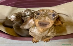 Teckel Miniatura perros en venta: CAMADA TECKEL MINIATURA - Imagen 2