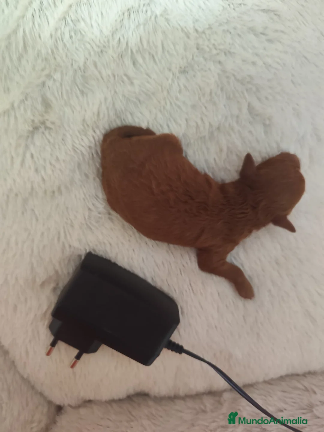 Caniche Toy perros en venta: Caniche tácita de te  - Anuncio 8