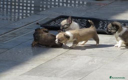 Chihuahua perros en venta: Chihuahuas - Imagen 4