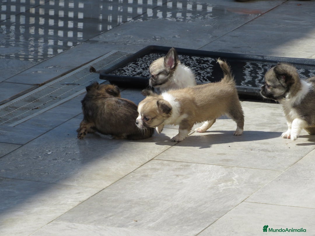 Chihuahua perros en venta: Chihuahuas - Imagen 4