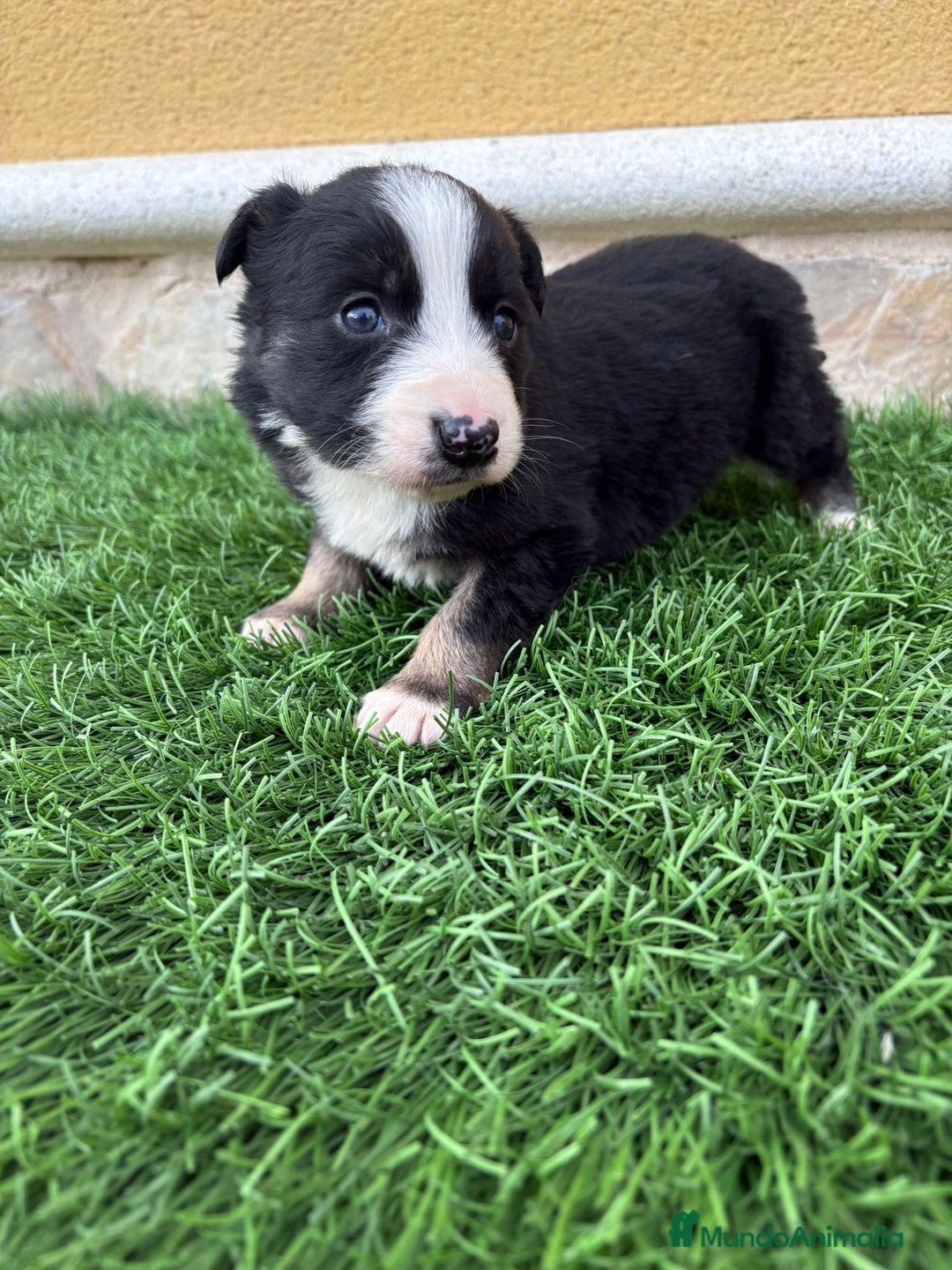 Border Collie perros en venta: Hembra de Border Collie preciosa  - Anuncio 6