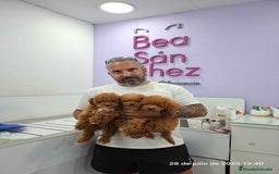 Caniche Toy perros en venta: Cachorros de caniche  - Imagen 5