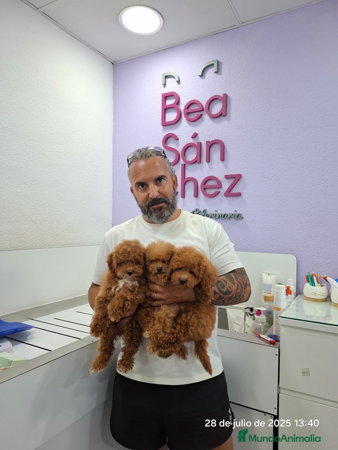 Caniche Toy perros en venta: Cachorros de caniche  - Imagen 5